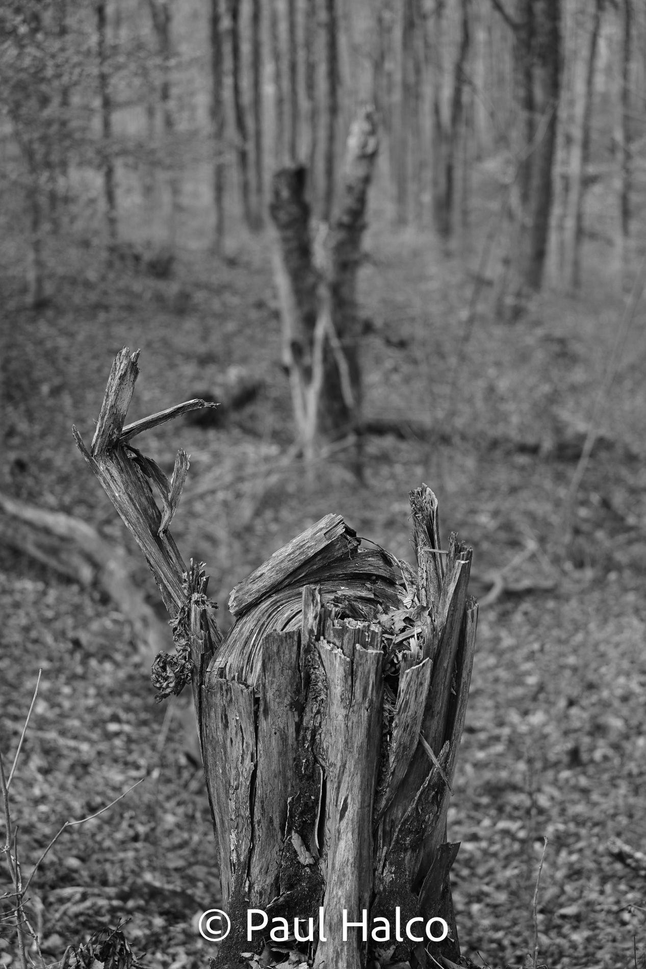 Paul Halco - Mammoth Cave NP-6